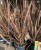 Phormium