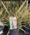 Phormium