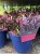 Assorted Hebe Plants £4.99 each or 5 for £20