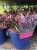 Assorted Hebe Plants 4.99 each or 5 for 20