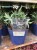Assorted Hebe Plants 4.99 each or 5 for 20