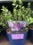 Assorted Hebe Plants 4.99 each or 5 for 20