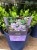 Assorted Hebe Plants 4.99 each or 5 for 20