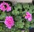 Geraniums - 2.50 each or 4 for 9