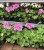 Geraniums - 2.50 each or 4 for 9