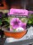 Basket Plants 1.50 each or 7 for 10.00