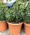 Small Buxus Ball £20 each or 2 for £30