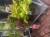 Acer - mixed - variety