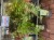 Acer - mixed - variety