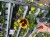Pansy