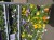 Pansy