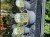 Assorted Vegetable Plants each or 5 for 5.00