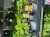 Assorted Vegetable Plants each or 5 for 5.00