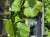Assorted Vegetable Plants each or 5 for 5.00