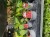 Assorted Vegetable Plants each or 5 for 5.00