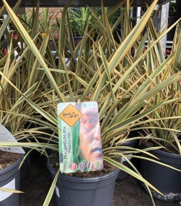 Phormium