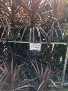Red Cordyline (Mix and Match Offer) £20 each or 2 for £30