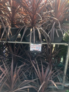 Red and Green Cordylines