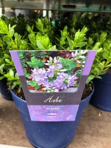 Assorted Hebe Plants 4.99 each or 5 for 20