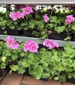 Geraniums - 2.50 each or 4 for 9