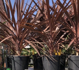 Large Red Cordyline