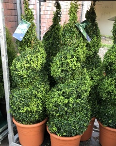 Buxus Spiral 110 each or 2 for 190