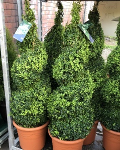 Buxus Spiral