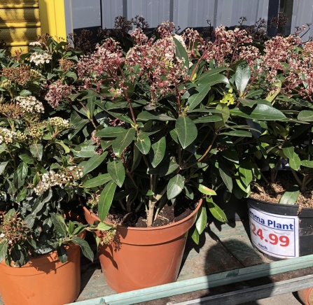Skimmia Plant