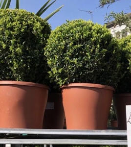 Buxus Ball medium 49 each or 2 for 90