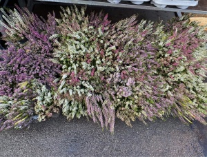 Assorted Heather