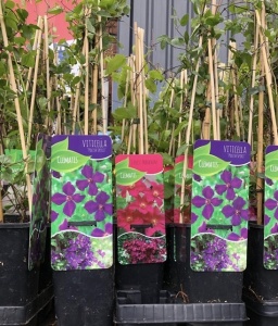 Clematis 5.99 or 2 for 10