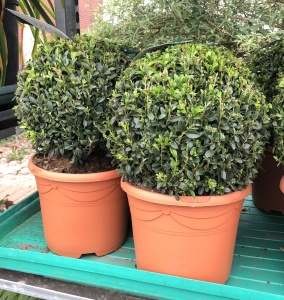 Small Buxus Ball £20 each or 2 for £30