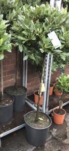 Bay Tree