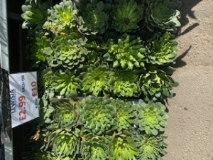 Lewisia 4 for 10