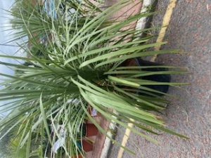 Multi Stem Cordyline