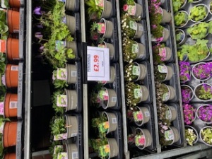 Perennials