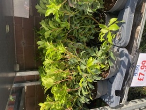 Pieris