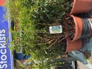 Prunus Lusctianica