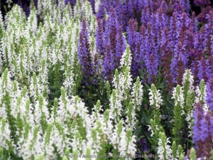 Salvia white and blue