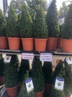 Buxus Cones (60/70cm) each or 2 for £60