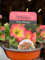 Basket Plants 1.50 each or 7 for 10.00