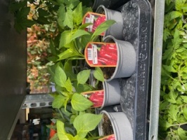 Assorted Vegetable Plants each or 5 for 5.00