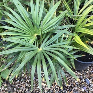 Trachycarpus