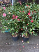 Camellia 69 each or 2 for 110